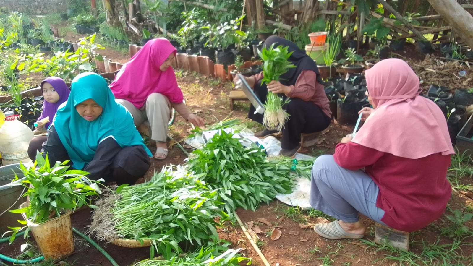 Sayur Siap Kirim